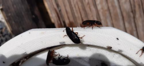 Réf. 263 694 : Pseudoophonus sp.